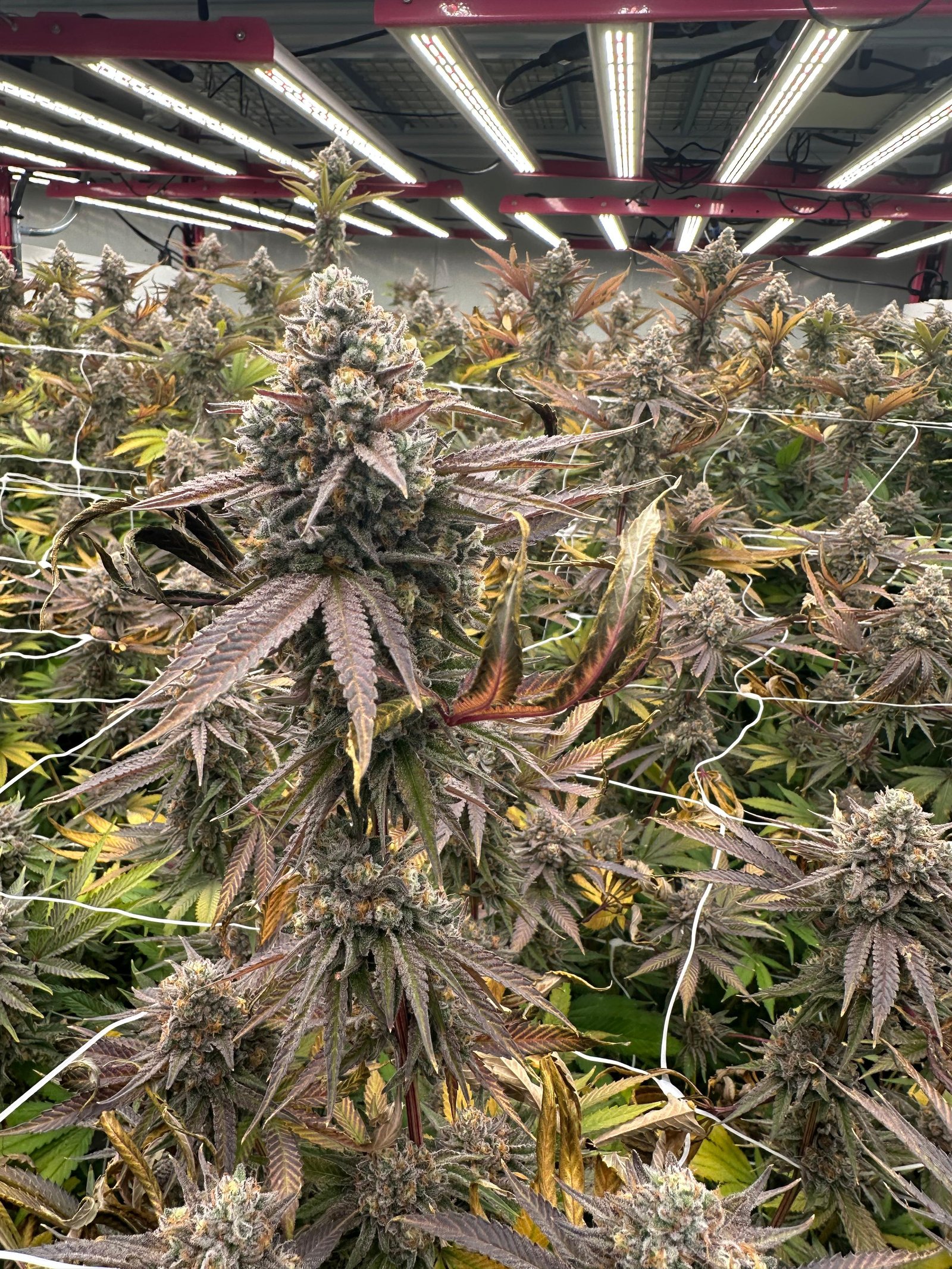 Bud Image 1